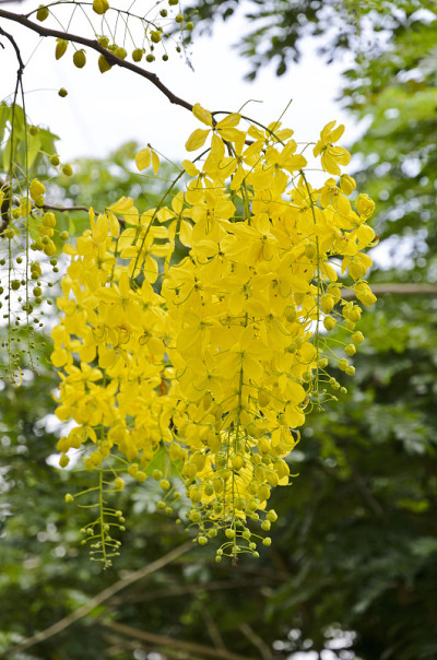 金雨，清桂皮(黑醋栗瘘管林)