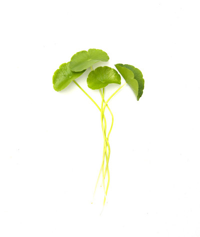 亚洲Centella