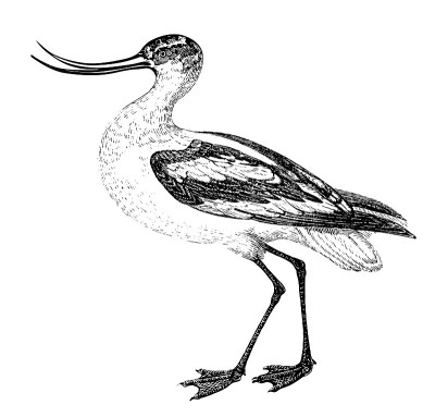 Avocet