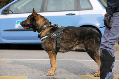 警犬队，用于探测爆炸物