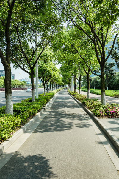 树和道路