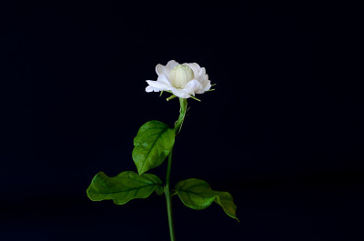 唯一美丽的新鲜的白色泰国茉莉花和它的叶子从花园。