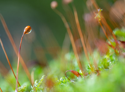 孢子囊的细节