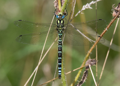 南方小贩(Aeshna cyanea)雄性背面视图