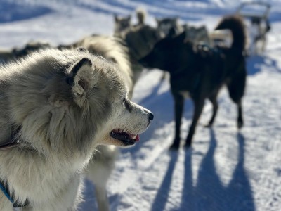 哈士奇雪滑雪橇