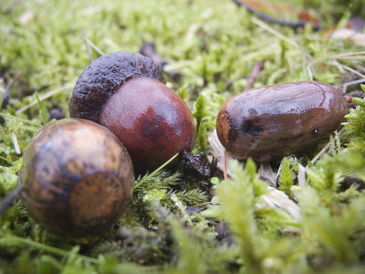 苔藓里的三颗湿橡子