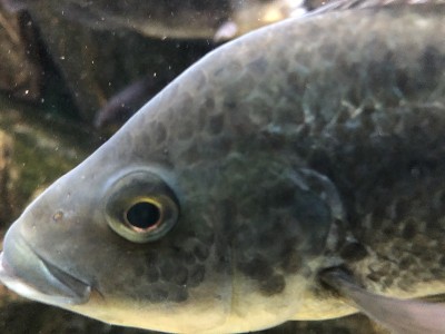 鱼水族馆