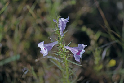 普通的Sopubia, delphinifolia Sopubia