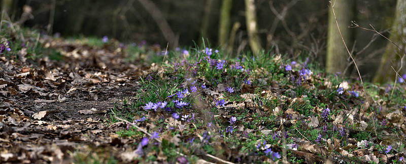 Hepatica nobilis或liverleaf
