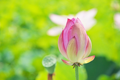 莲花