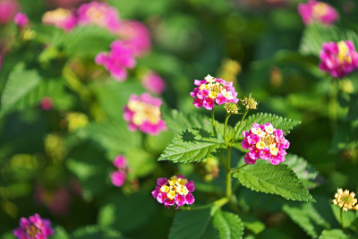 卡马拉Lantana