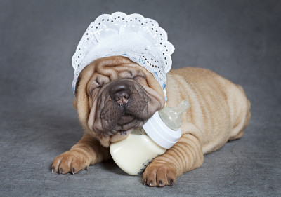 Sharpei小狗