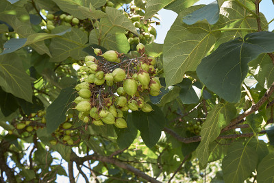 Paulownia tomentosa