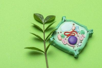 绿色背景下的植物细胞模型。绿色世界与教育理念