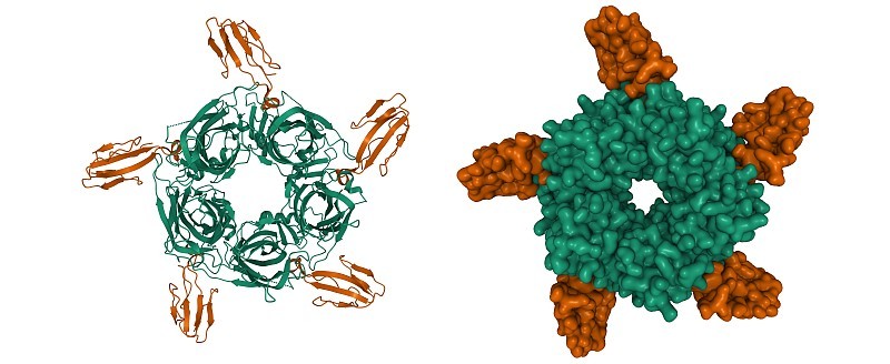a-cobratoxin(棕色)-AChBP(绿色)配合物的晶体结构