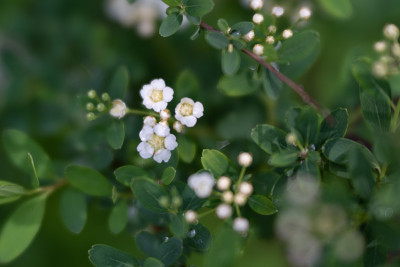 鲜花- 2021年5月-第一批
