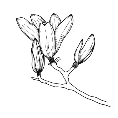 木兰的花。一朵盛开的花的逼真素描。矢量插图在素描风格。