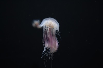 水族馆里的水母