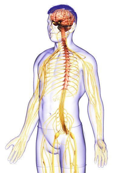 3d rendered medically accurate illustration of a m