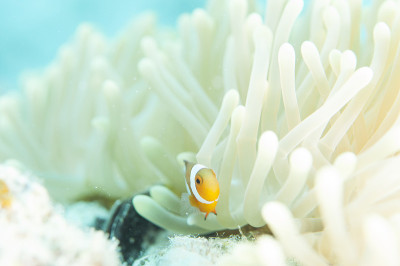 海葵鱼生活在海葵中