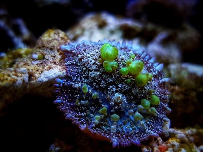 生物危害弹跳蘑菇- Rhodatis sp.蘑菇