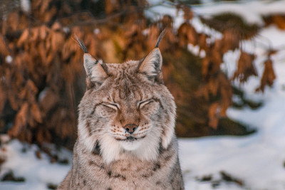 雪景中的猞猁，德国哈兹堡