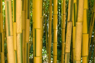 竹子