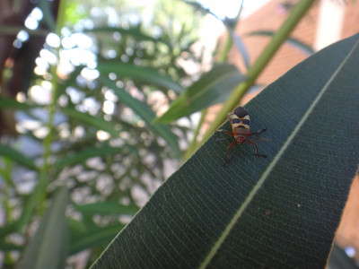 夹竹桃叶中的Boxelder bug