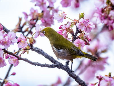 日本春日白眼梅花14