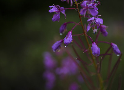 雨在杂草