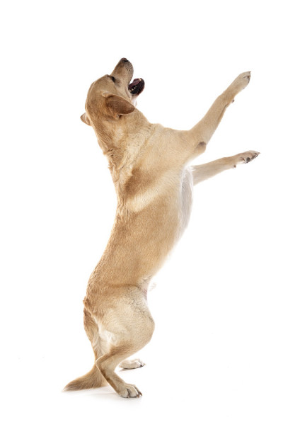 拉布拉多寻回犬