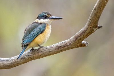 神圣的翠鸟(Todiramphus sanctus)