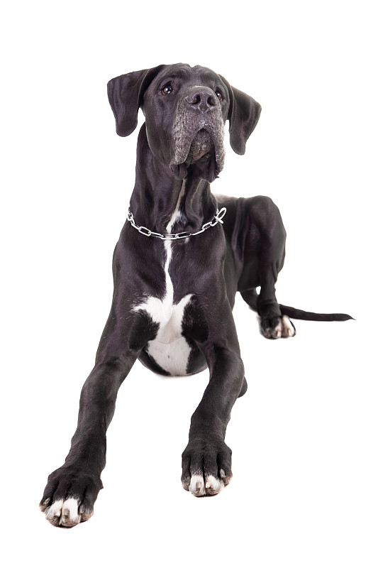 白色的黑色大丹犬