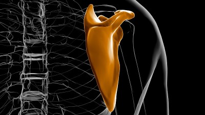 人体骨骼解剖学肩胛骨3D渲染