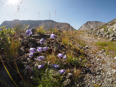 贝尔花山