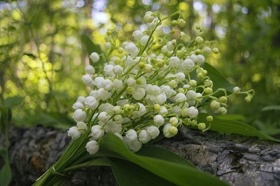 铃兰花束
