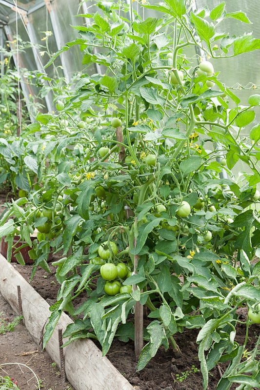 西红柿植物生长在家庭蔬菜地