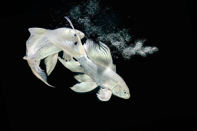 水族柜黑色背景中的白鲢鱼