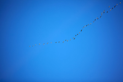 晴空下候鸟的剪影
