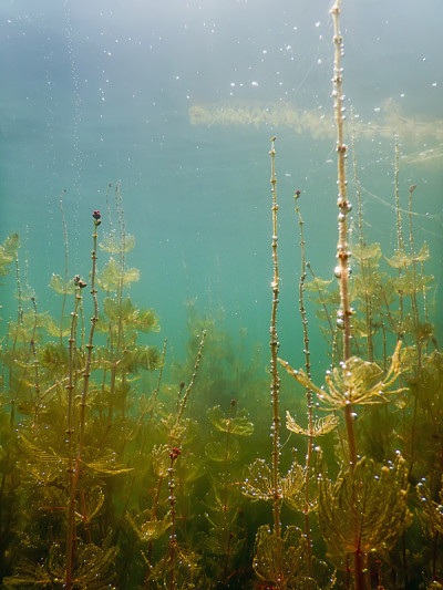 水下淡水植物河流，湖泊，池塘。表面。