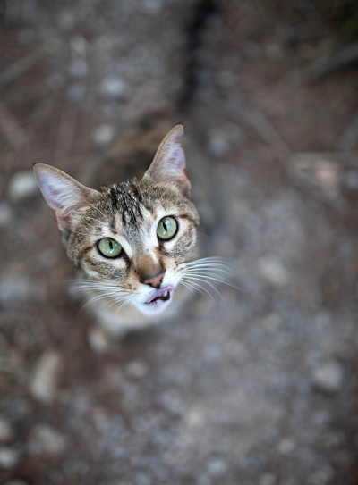 马略卡岛猫