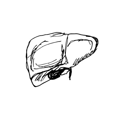 矢量手绘插图的肝脏与胆囊孤立在白色的背景。草图。消化系统的医学插图。