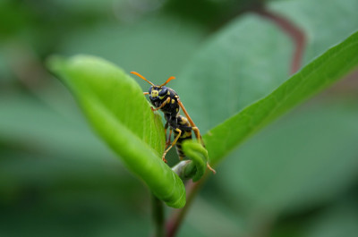 黄蜂