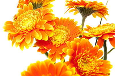 一瓶橙花