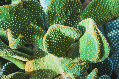自然背景。自然背景仙人掌花园种类繁多。仙人掌属植物microdasys