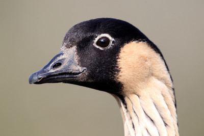 Nene或夏威夷鹅，Branta sandvicensis