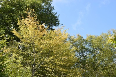 绿色和黄色的苹果树在秋天