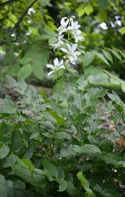 白花的白花黄花