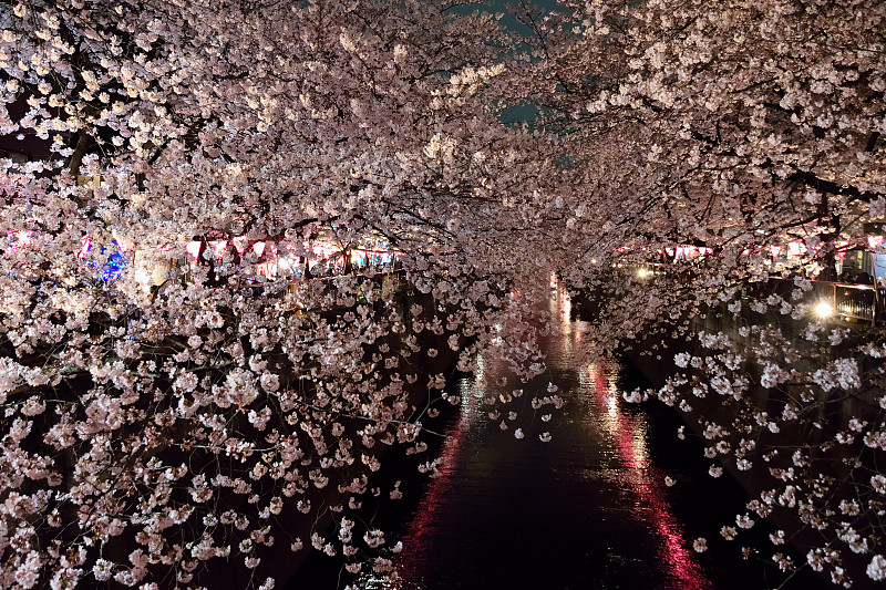 日本东京的樱花夜景