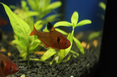 红色鱼类和植物水族馆